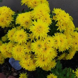 Meet your Posher, Lorene